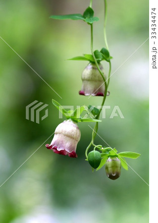 芽 つる ツルニンジン 33434474