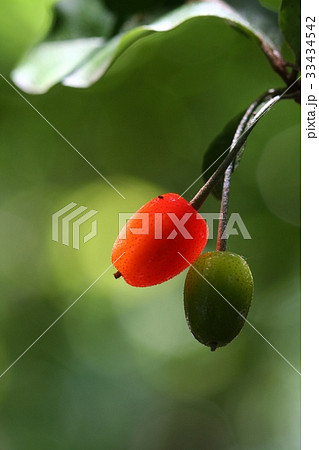 か 庭菩提樹 菩提樹 33434542