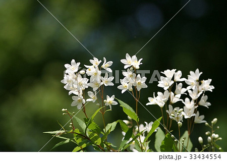 マルバルドリ 野生の花 クローズアップ 33434554