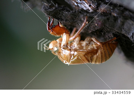 木 セミ フォーカス 33434559