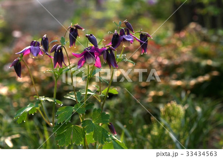 花 オダマキの花 水滴 33434563
