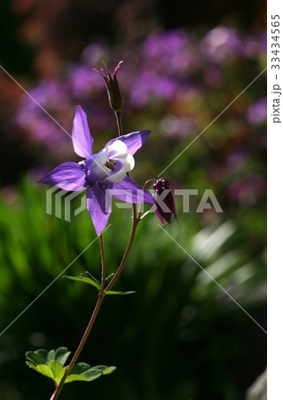 芽 オダマキの花 野生の花 33434565