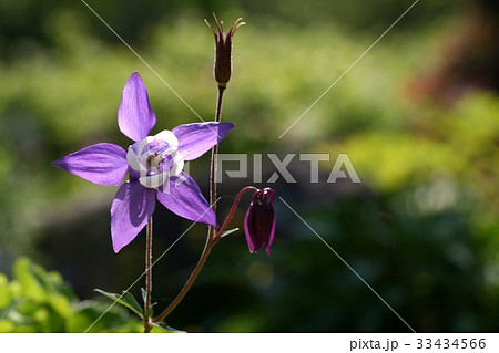 芽 オダマキの花 野生の花 33434566