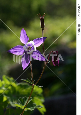 芽 オダマキの花 野生の花 33434567