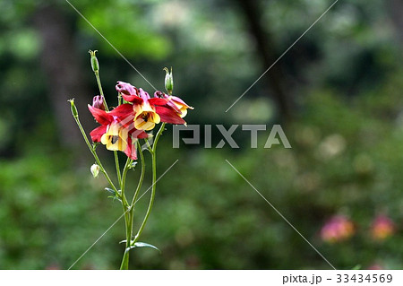 芽 オダマキの花 野生の花 33434569