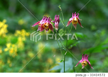 オダマキの花 フォーカス 野生の花 33434572