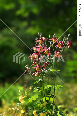 花 オダマキの花 野生の花 33434573