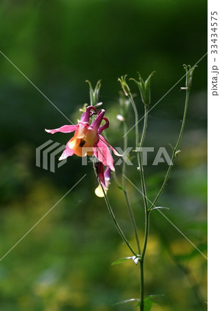 花 オダマキの花 野生の花 33434575