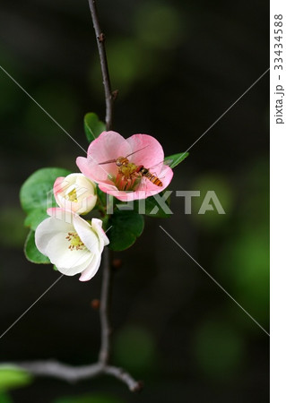 指名花 フォーカス 野生の花 33434588