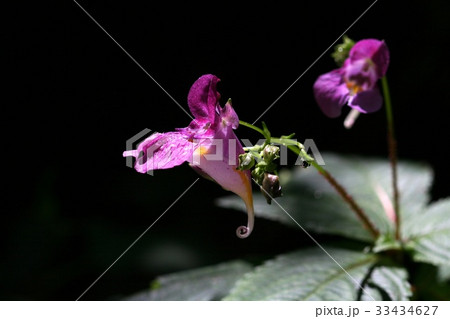 花 芽 ムルボンソンファ 33434627