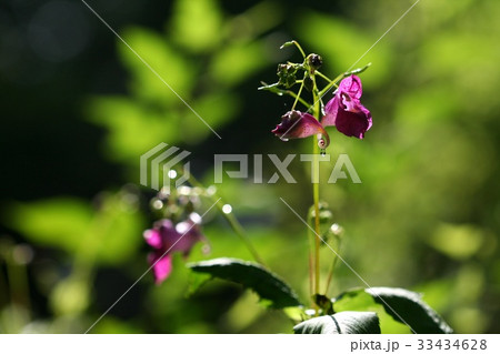 ムルボンソンファ 野生の花 幹 33434628