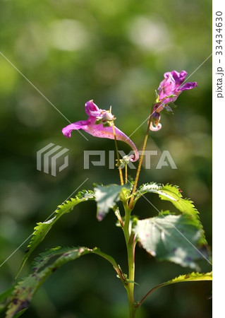 ムルボンソンファ フォーカス 野生の花 33434630