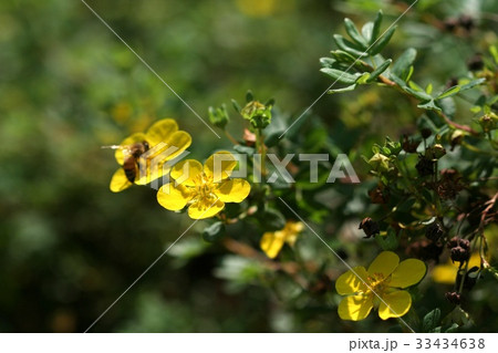 昆虫 水萩 野生の花 33434638