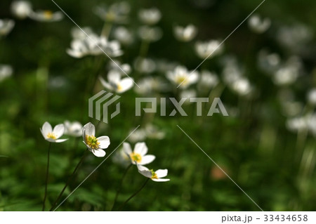 風花 フォーカス 野生の花 33434658