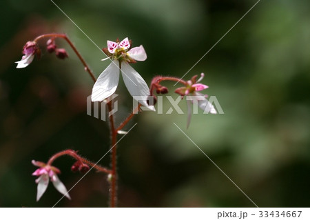 ユキノシタ フォーカス 野生の花 33434667
