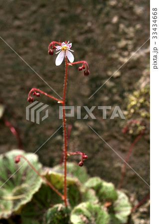 芽 ユキノシタ 野生の花 33434668