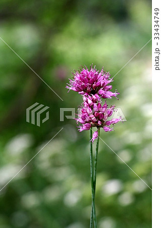 ニラ ニラの花 山ニラ 33434749