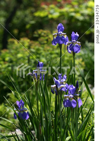 あやめ 野生の花 幹 33434759