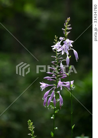 芽 ビビチュ 野生の花 33434760