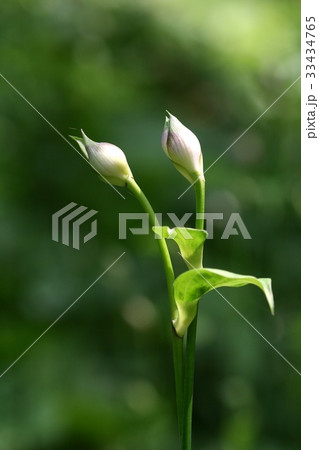 芽 ビビチュ 野生の花 33434765