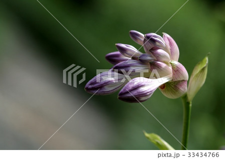 芽 ビビチュ 野生の花 33434766
