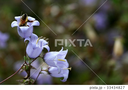 昆虫 野生の花 キキョウ科 33434827