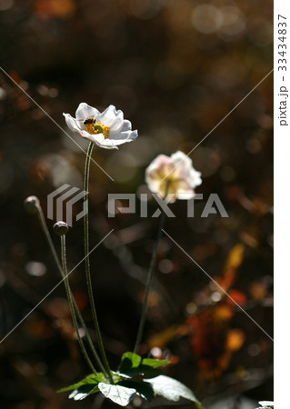 昆虫 風花 野生の花 33434837