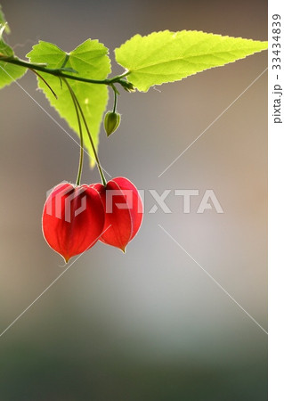 花 芽 赤 33434839