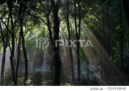 木 森 シルエットの写真素材