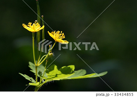 クサノオウ 野生の花 夏の花 33434855