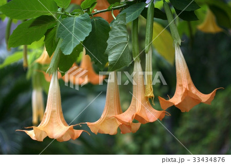 花 野生の花 エンジェルトランペット 33434876