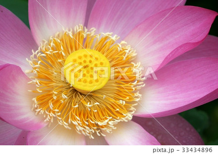 花芯 夏の花 蓮 33434896