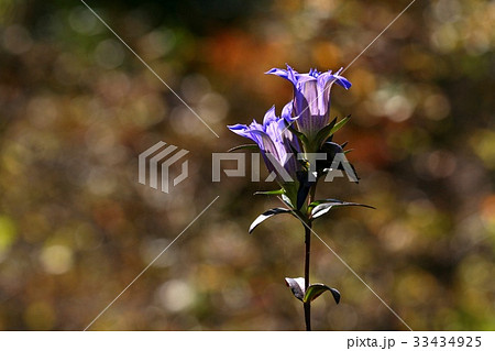 フォーカス 野生の花 リンドウ 33434925