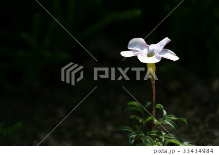 フォーカス 野生の花 クローズアップ 33434984