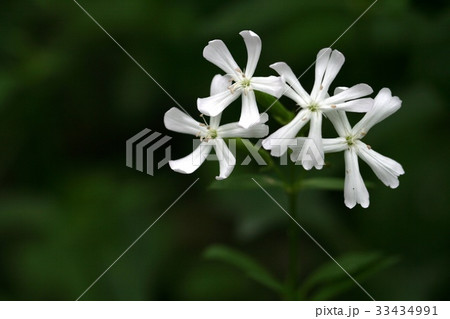 フォーカス 野生の花 クローズアップ 33434991
