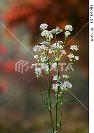 昆虫 野生の花 クローズアップ 33434995