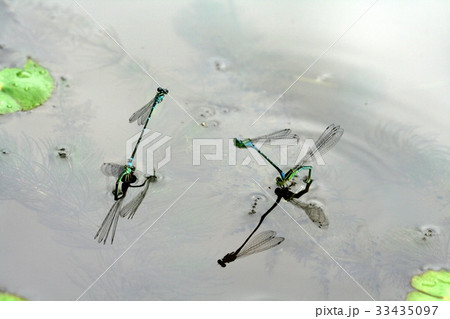 散乱 睡眠 池 33435097