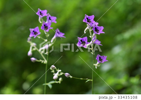 芽 野生の花 クローズアップ 33435108