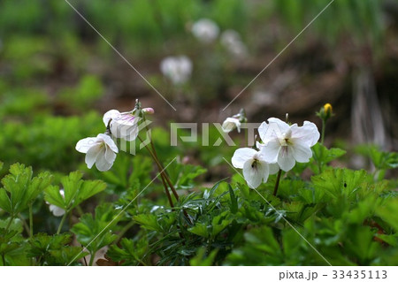 野生の花 スミレ クローズアップ 33435113
