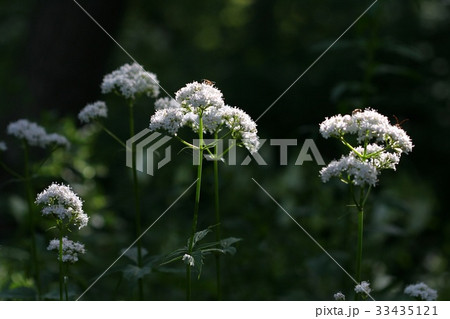 フォーカス 野生の花 カノコソウ 33435121