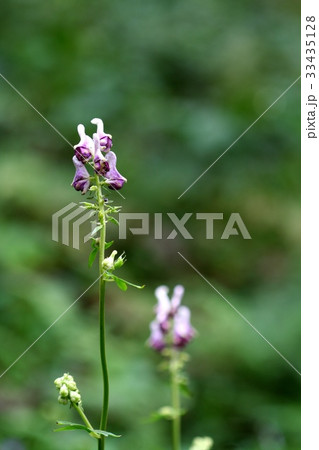 フォーカス 野生の花 幹 33435128