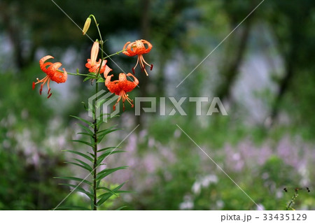 芽 花芯 ユリ 33435129