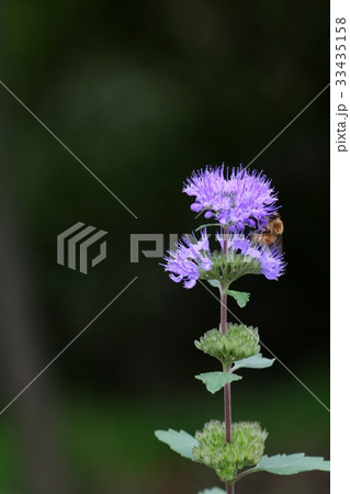 昆虫 見よ 野生の花 33435158