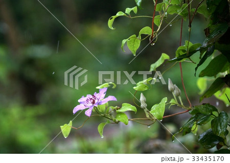 水滴 野生の花 クレマチス 33435170