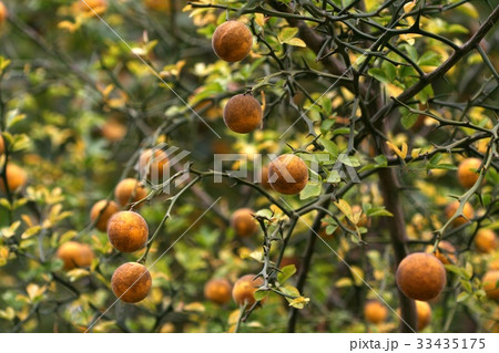 実 クローズアップ テンジャ 33435175