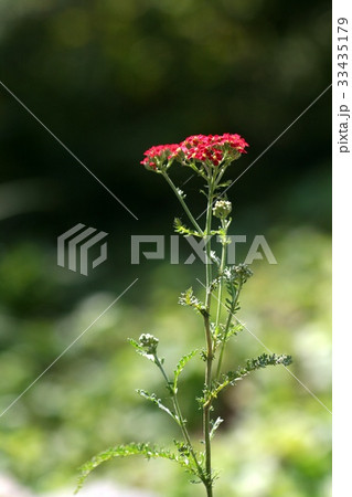 花 野生の花 クローズアップ 33435179