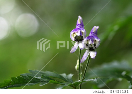 見よ 野生の花 クローズアップ 33435181