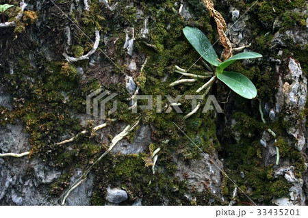 岩 石 グー 33435201