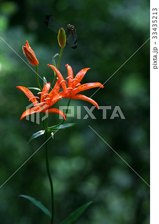 芽 野生の花 クローズアップ 33435213