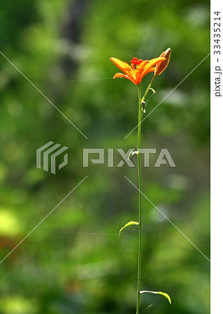 芽 フォーカス クローズアップ 33435214